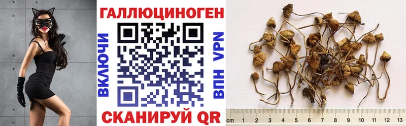 Псилоцибиновые грибы Psilocybe  Абаза 